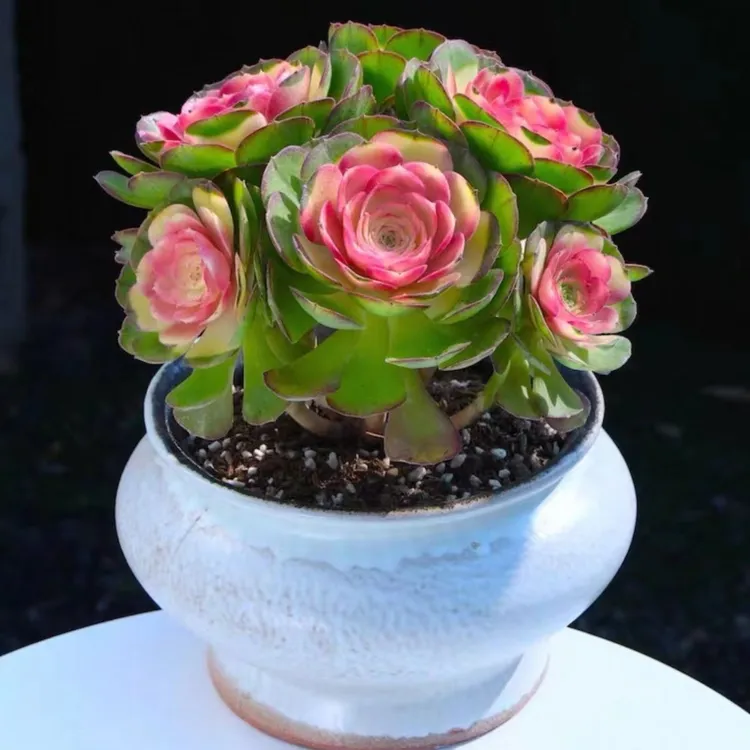 彩色红心万圣节法师大老桩清仓多肉植物稀有品种室内阳台防辐射