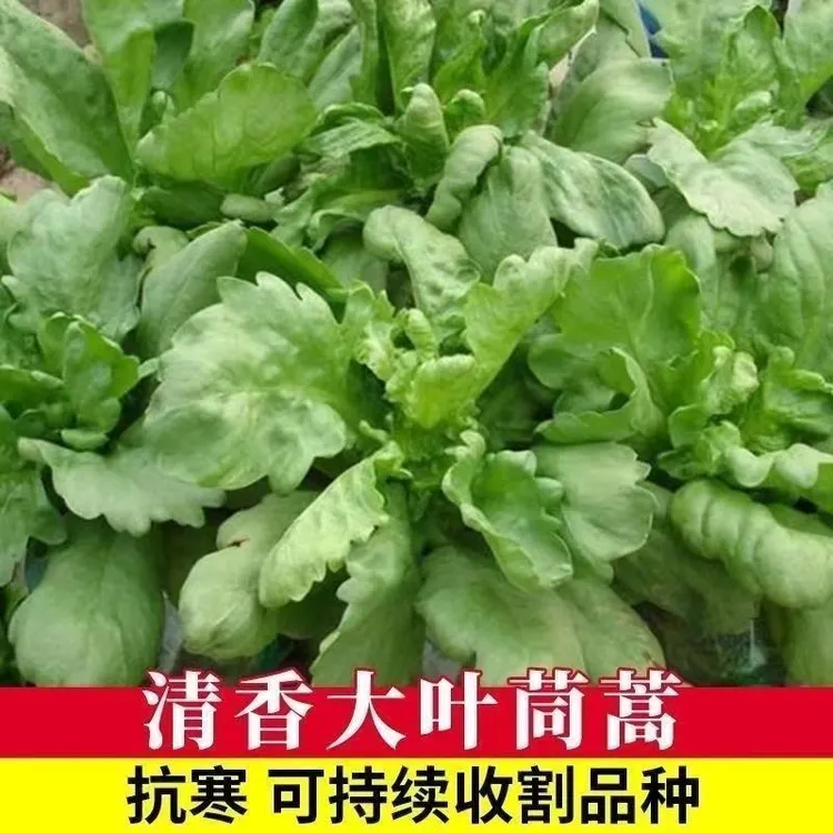 春季大叶茼蒿种子皇帝菜春季夏秋冬盆栽阳台庭院四季青蔬菜种籽孑