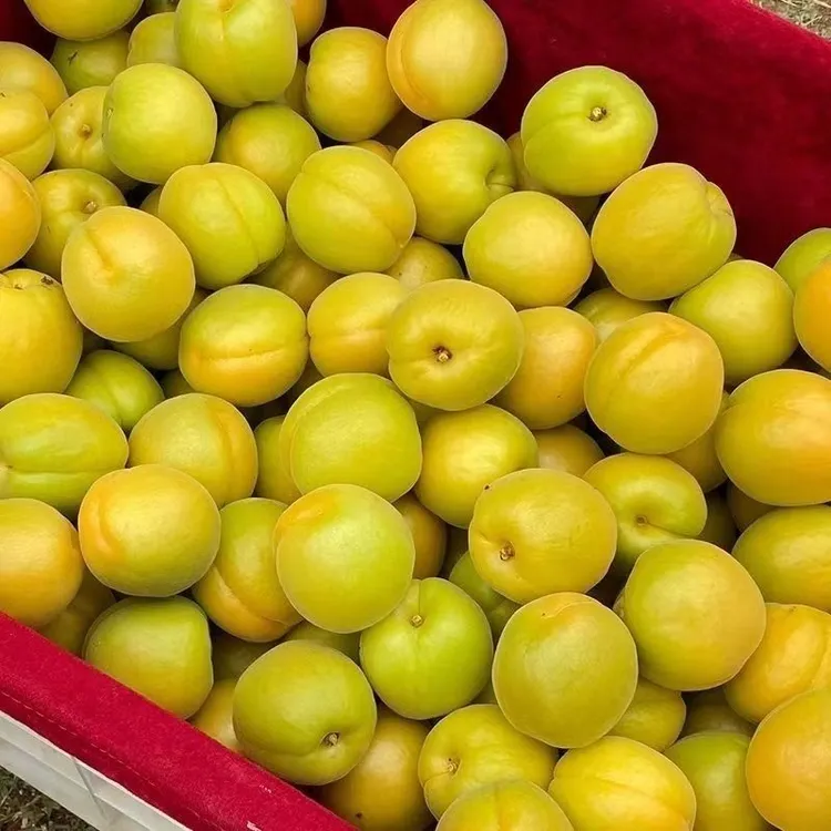 现摘微黄杏酸爽微甜微黄杏软吃酸甜孕妇应季水果大黄杏金太阳杏子