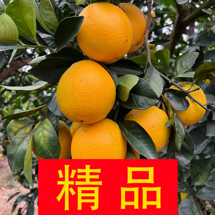 【精品果10斤装】赣南脐橙赣州橙子生鲜水果径70-90MM送人品质