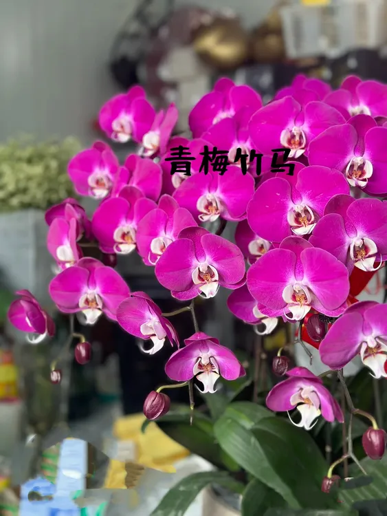 蝴蝶兰3.5寸青梅竹马基地直发无花无剑仅苗