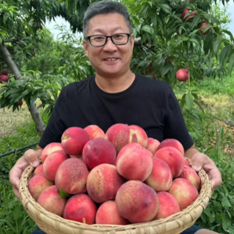 天津本地 离核珍珠枣油桃3-5斤  绿色食品 京东或顺丰包邮