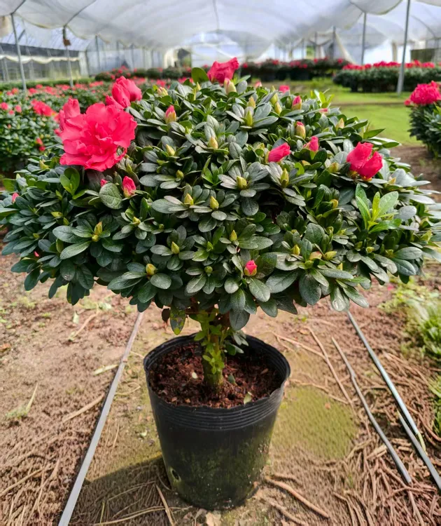 大红杜鹃花盆栽花卉绿植带花苞四季开花易活好养室内外阳台