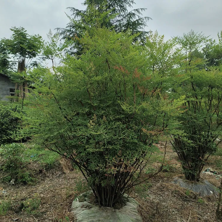 老桩造型造景树界的好养活南天竹南天竹南天竹室内茶室绿植盆栽