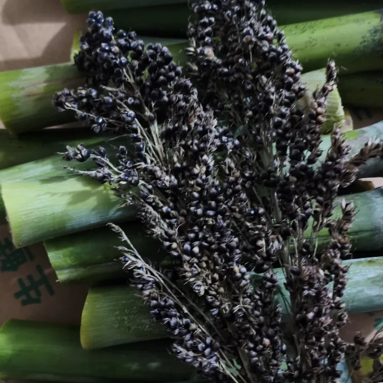 北方甜杆甜芦粟甜高粱童年零食小时候的味道