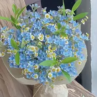 顺顺 蓝星花 配花