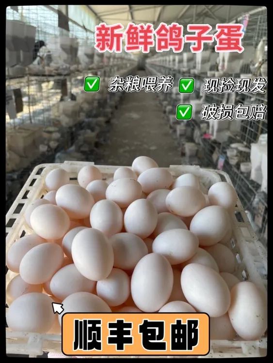 【顺丰包邮】农家杂粮喂养新鲜鸽子蛋 当天现捡 (30枚)单枚19~22克