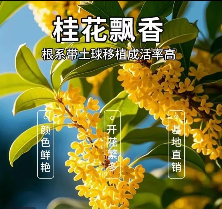 桂花树苗四季桂大型花卉八月庭院原生高杆金丹天香台阁沉香地盆栽