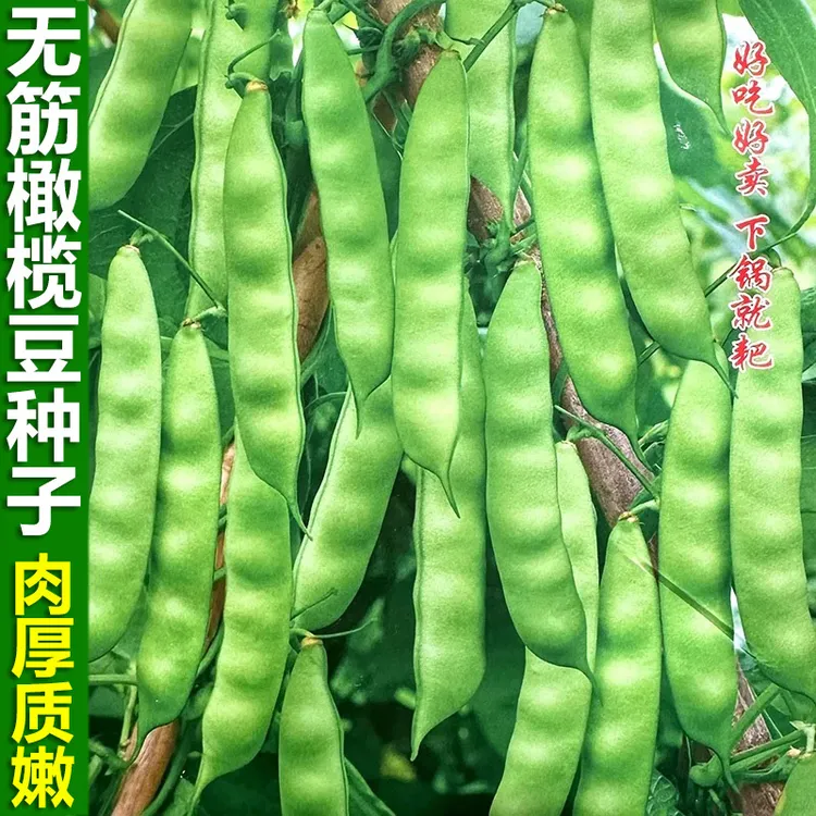 四川橄榄豆种子宽扁四季豆肉扁豆角芸豆种籽春季阳台大田蔬菜种孑