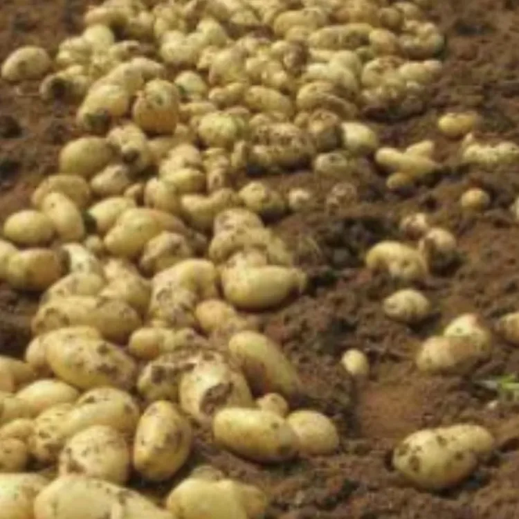 五峰高山黄心马尔科土豆