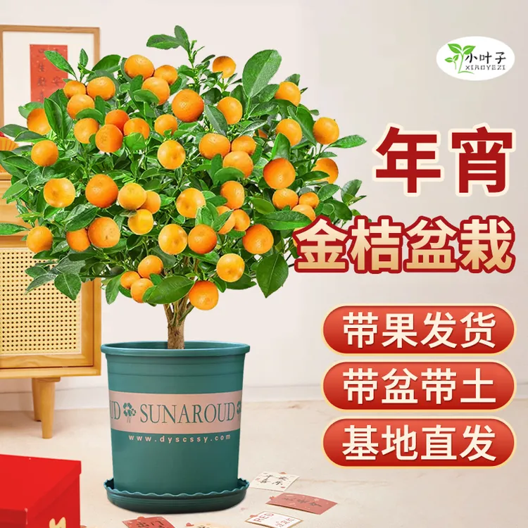 【爆款年橘】春节年橘室内阳台四季年橘盆栽小橘子树苗金桔树桔子树