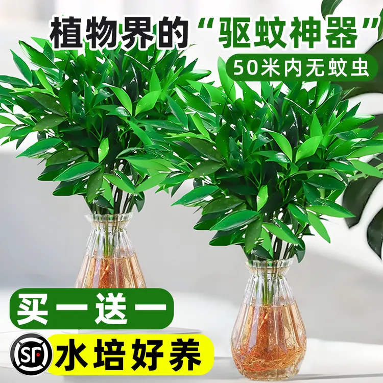 【超强驱蚊】驱蚊竹柏水培植物花卉绿植盆栽室内去除甲醛懒人养不死
