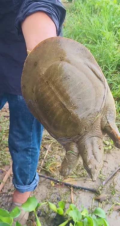 西洞庭大湖深水生态养殖老甲鱼