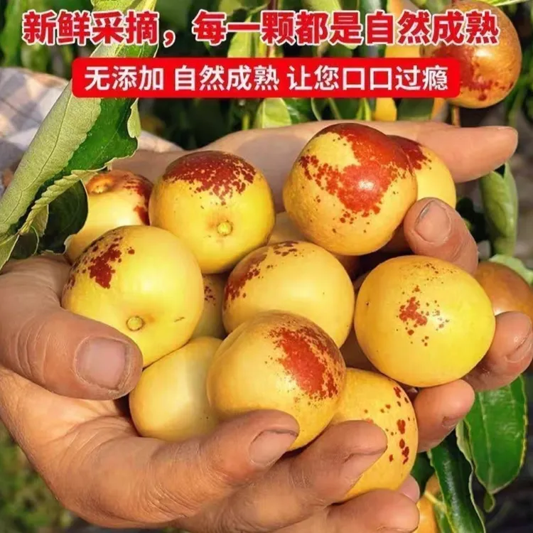 正宗产地自然成熟现摘冰糖冬枣脆甜多汁新鲜水果应季水果露天