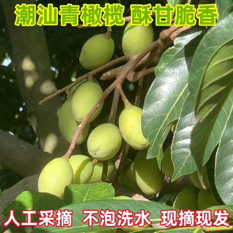 揭阳农民兄弟推荐香种橄榄新鲜现摘不泡水大粒雅果园直发