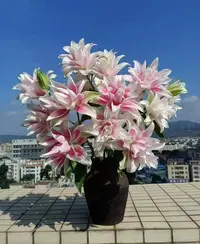 【七夕鲜花】红玫瑰+重瓣百合 同地址任意两单冷链快递包邮送货上门