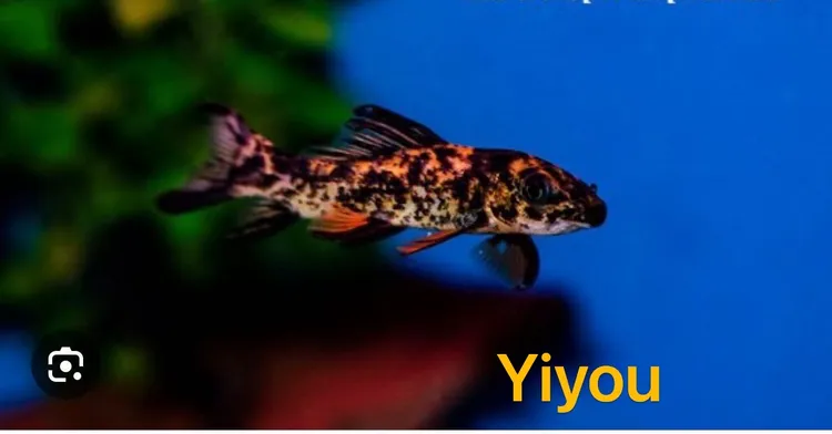 七彩野绫斑鳍鲨高鳍野鲮蓝鳍野绫西非高帆墨头亚科工具除藻活体鱼