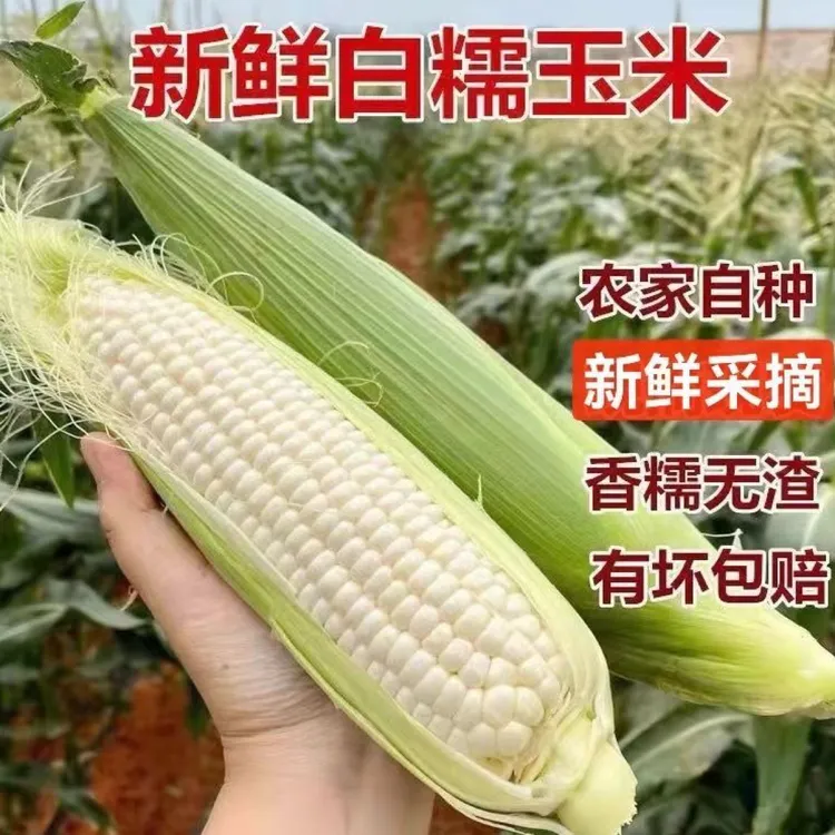 莆田农家新鲜采摘白甜糯玉米棒带壳带叶新鲜采摘发货
