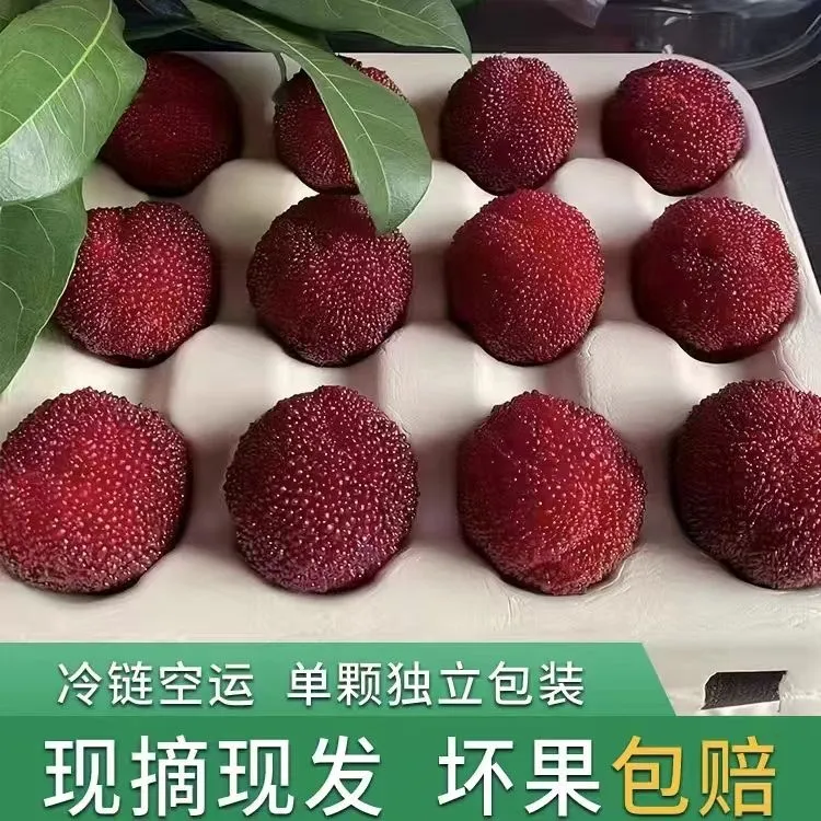 【顺丰空运】东魁杨梅新鲜现摘现发应季时令水果送礼装杨梅高端杨梅