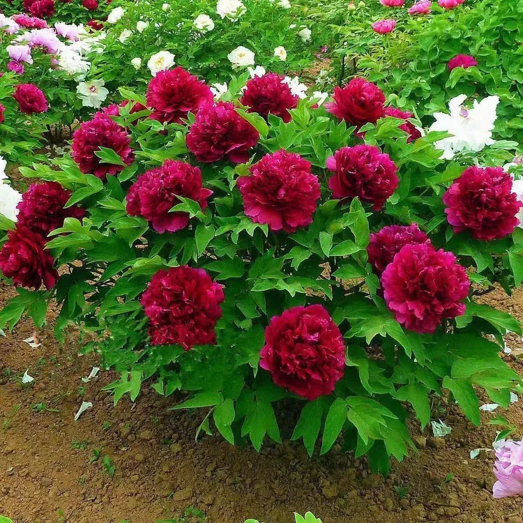 牡丹花苗河南洛阳牡丹花苗花卉牡丹苗庭院绿植大盆栽地载牡丹树苗