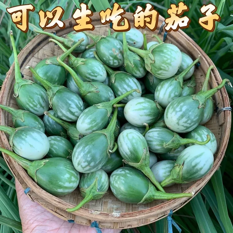 泰式大圆茄绿脆茄圆茄咖喱茄子东南亚餐厅食材泰国菜原料可生吃