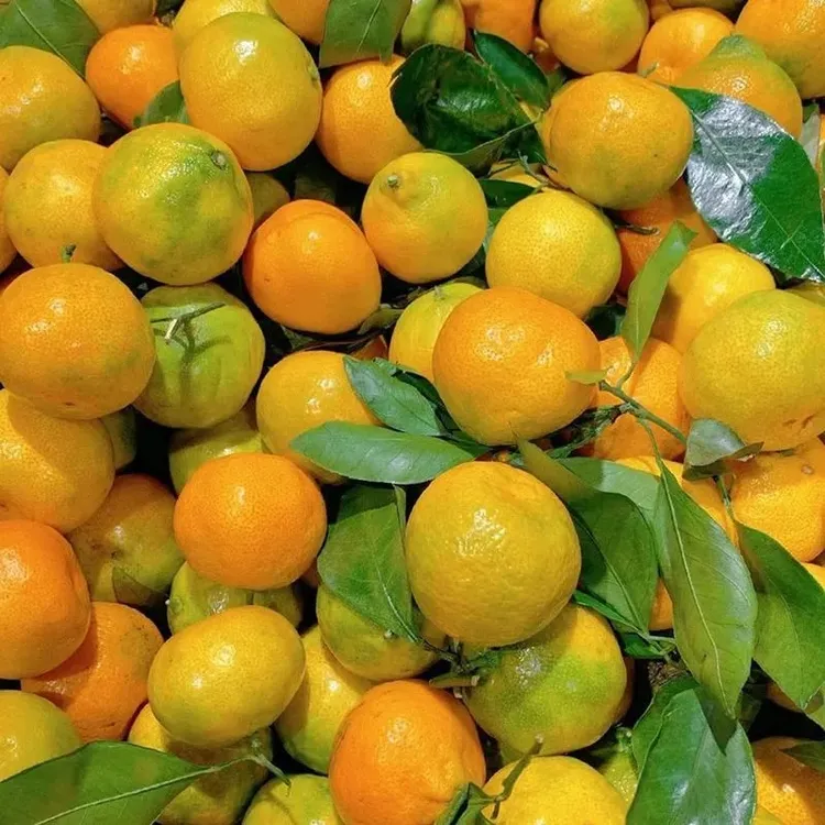 橘子新鲜蜜橘鲜甜无核薄皮黄柑橘冰糖正宗桔子当季时令水果红蜜桔