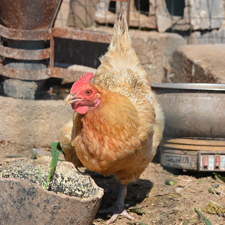 散养土鸡   三只装240天开产母鸡（ 粉壳蛋 ）