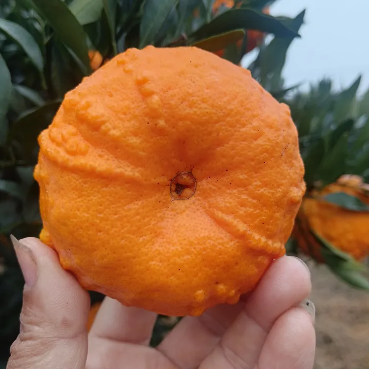 四川正宗南瓜柑 好吃不上火  发财柑