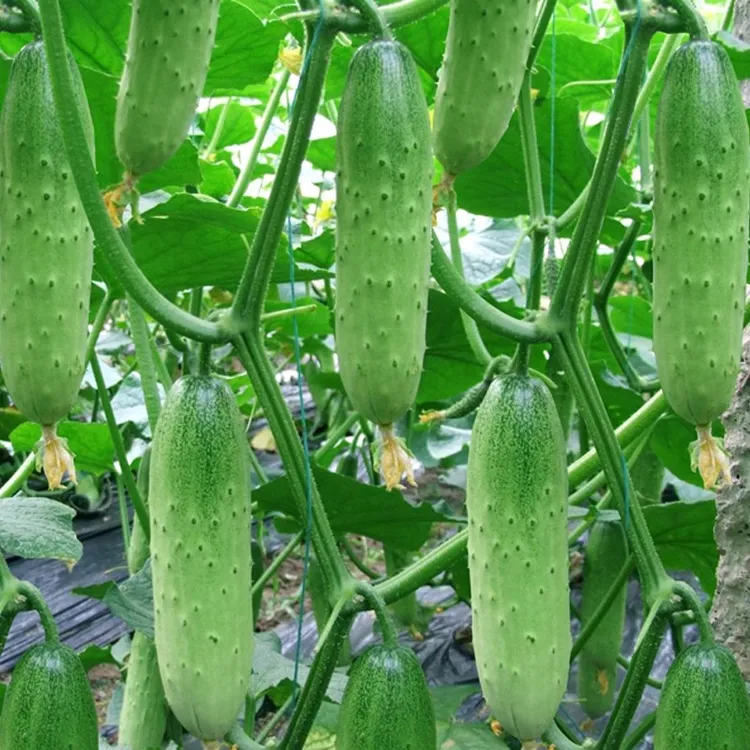 水果黄瓜种子四季种子阳台秋季蔬菜苗秧苗盆栽南方青瓜黄瓜