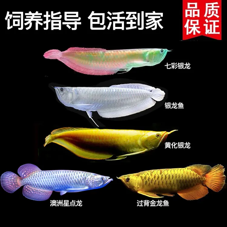 七彩银龙鱼活体银龙热带观赏鱼金龙黄化银龙澳洲星点龙大中型鱼苗