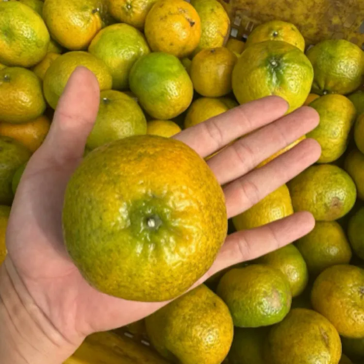 新会茶枝柑二红（鲜果）10斤