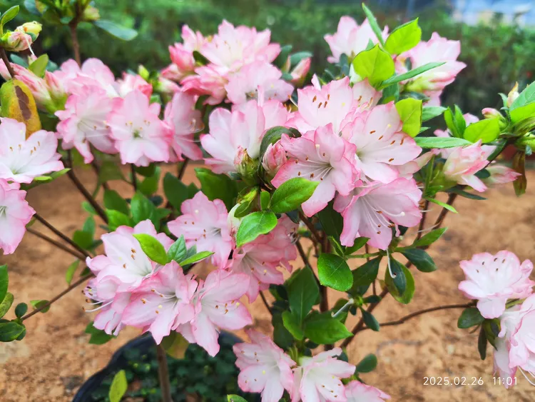 新天地杜鹃花盆栽映山红品种耐寒耐热室内外花园庭院阳台客厅花卉