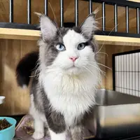 来了姊妹-烟白蓝眼缅因猫-弟弟-89