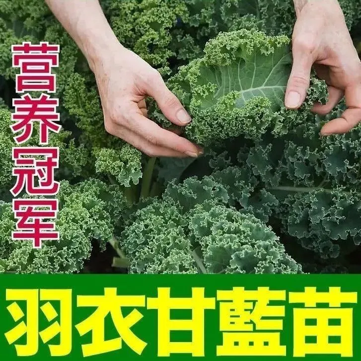 精选绿羽衣紫羽衣甘蓝苗种苗减脂菜阳台冬天菜苗耐寒蔬菜苗可食用