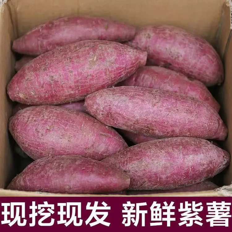 沙地紫薯3斤-9斤新鲜番薯地瓜粉糯香甜板栗红薯蜜薯蔬菜当季软糯