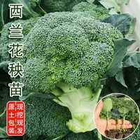 西兰花苗青花苗白花菜苗耐寒青梗蔬菜苗阳台盆栽大田种植蔬菜