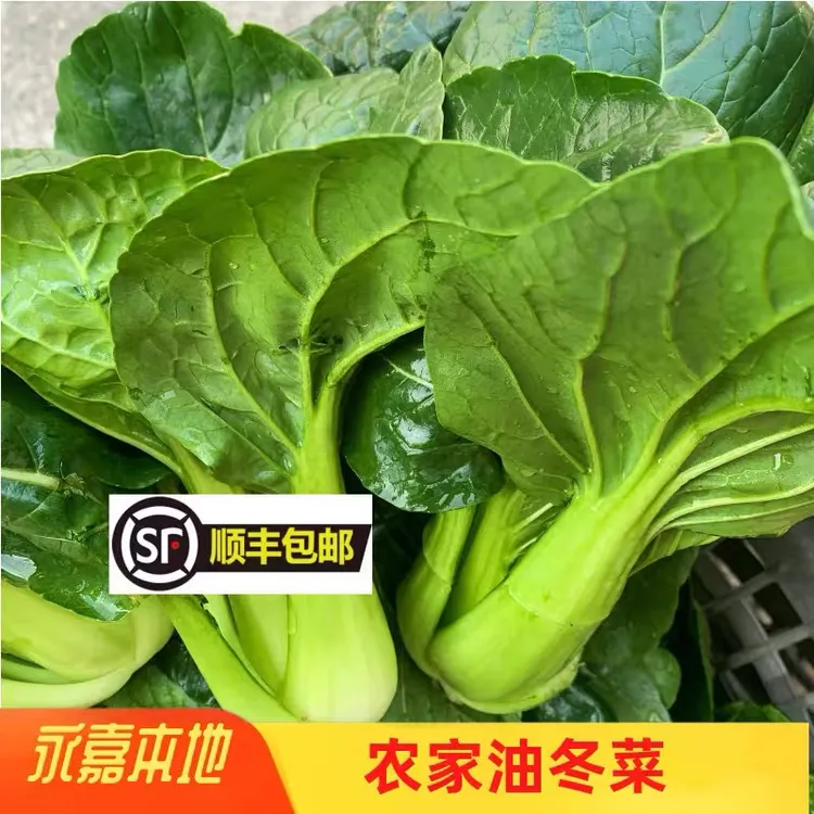 顺丰浙江温州永嘉本地油冬菜农家自种蔬菜健康青菜油白菜新鲜采摘
