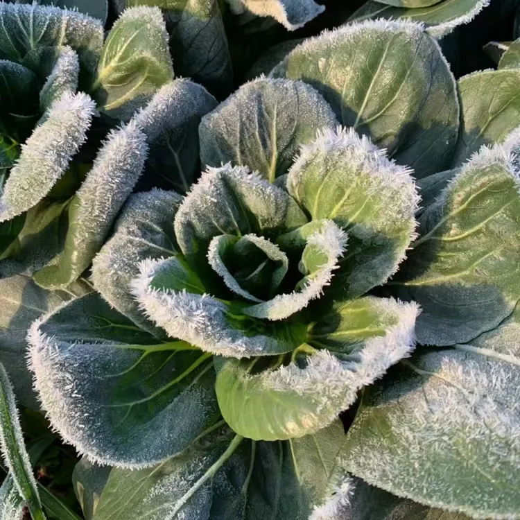 上海本地露天打霜太湖菜5斤装