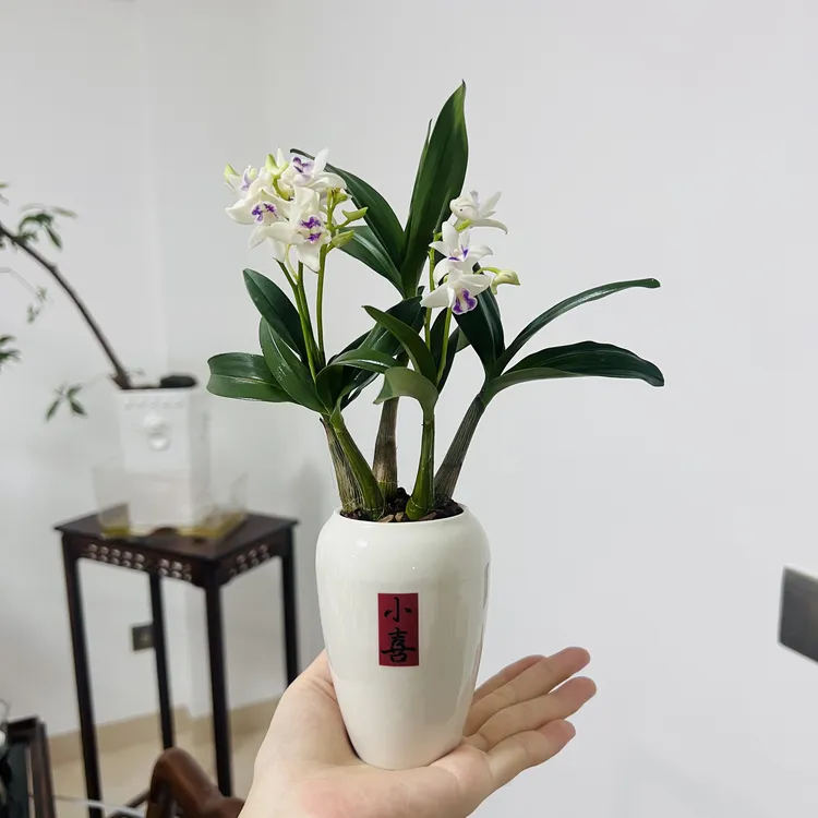 澳洲香水石斛室内好养带花苞加赠陶瓷盆和底座