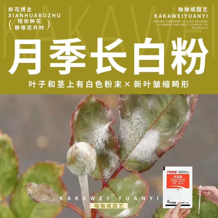 【月季白粉病专用药】叶片茎有一层白粉状霉层叶片变黄干枯脱落‌