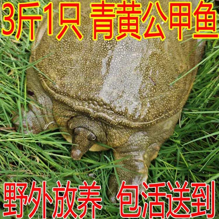包活 青黄色 黄油公甲鱼 3斤1只 新鲜活甲鱼水鱼团鱼王八中华鳖