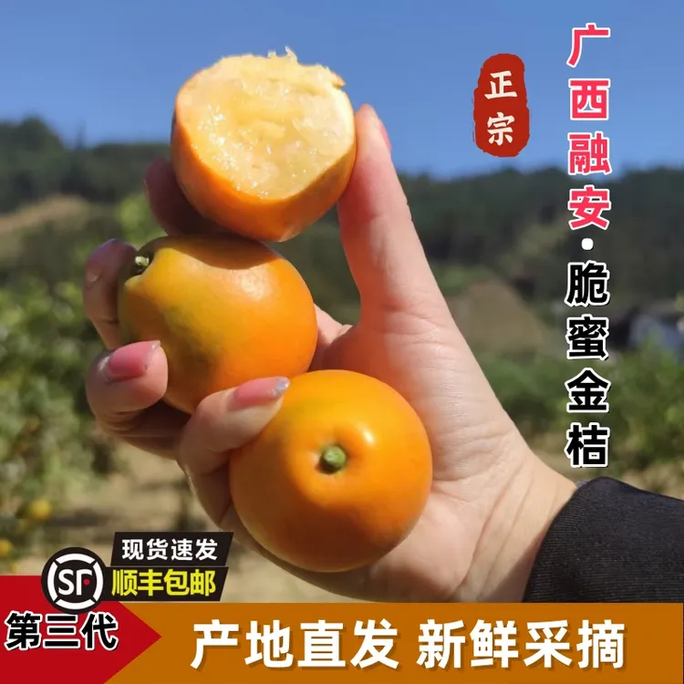 正宗融安脆蜜金桔自家果园种植新鲜现摘现发当季孕妇水果纯甜无酸