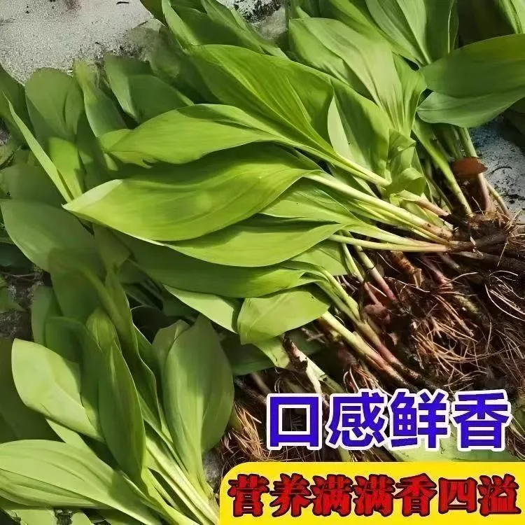 【山葱种子】山葱种子四季种植盆栽山葱种子蔬菜种子