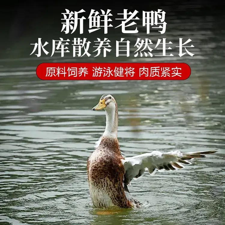 农村放养三年老鸭正宗溪水河鸭带料包