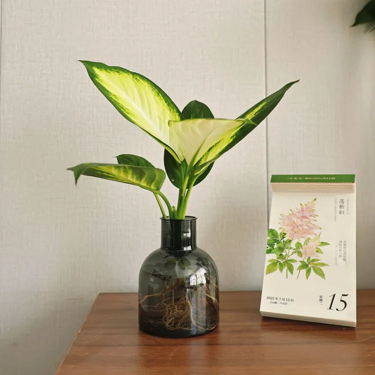 水培植物玛丽安盆栽万年青绿植室内好养富贵竹蕨春羽蔓绿绒龟背竹