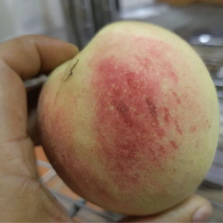 【白玉水蜜桃】香、甜、鲜、脆，桃味很浓，清香扑鼻