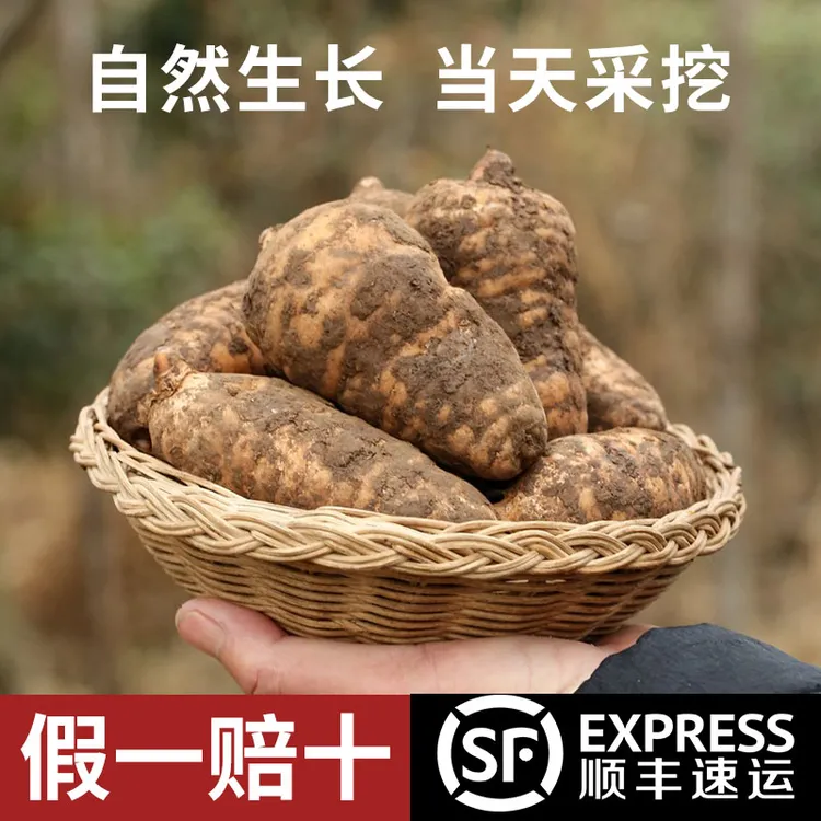 【刁蛮妞专属】云贵高海拔乌天麻小草坝新鲜天麻大山仿野生三年种植手工炖鸡煲汤