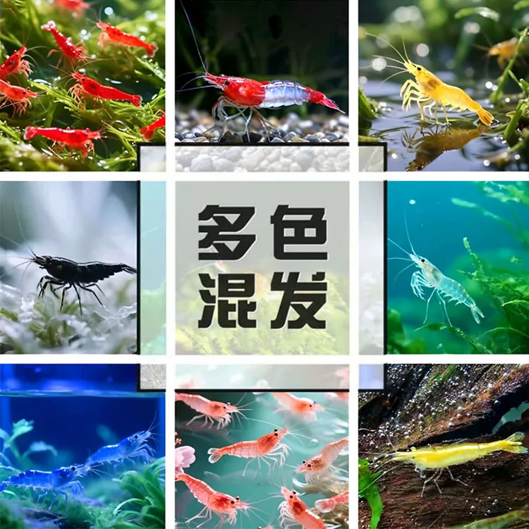 下单送粮送蟹送螺观赏米虾混搭鱼缸清洁除藻淡水发货水族活体养殖