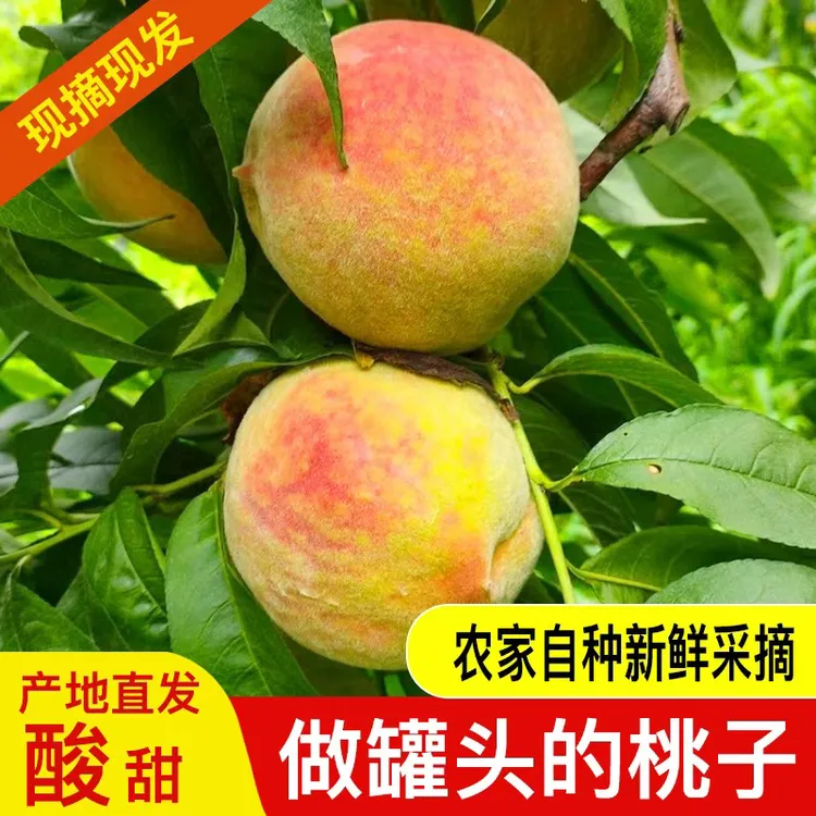 安徽砀山新鲜当季黄桃现摘现发脆酸多汁纯甜好吃锦绣黄金蜜7号锦
