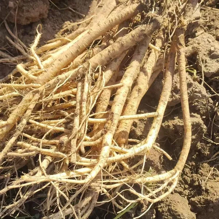 2025年新鲜党参甘肃湿党参农家非野生党参现挖现发党参